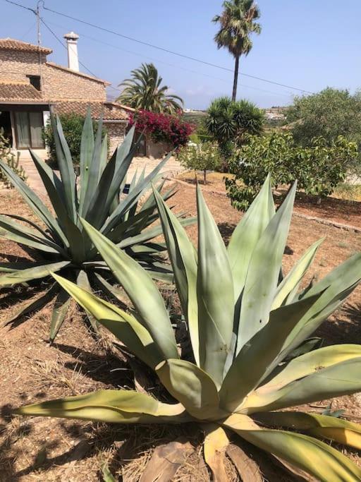 טאולאדה Rustico Appartment 'Olta' In Finca, See-And Garden Side מראה חיצוני תמונה